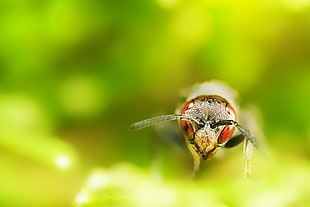macro shot of insect HD wallpaper