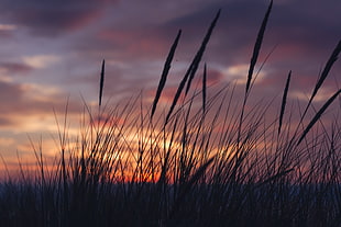 silhouette of grass during golden hour, sunset, grass, landscape, clouds