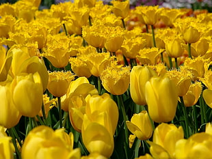 yellow Tulips flower field in bloom HD wallpaper