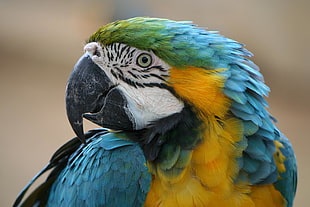 blue and yellow macaw, blue-and-gold macaw HD wallpaper