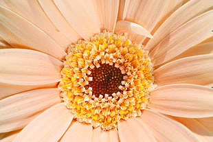 orange gerbera daisy, Gerbera, Daisy, Flower