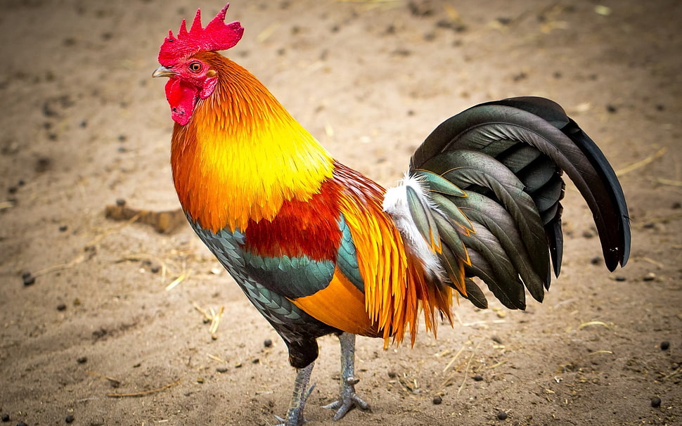 brown, red, and black rooster, roosters HD wallpaper