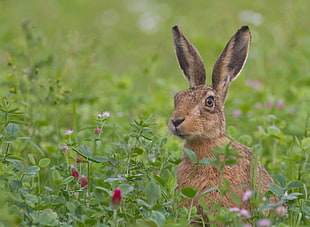 Hare,  Grass,  Flowers,  Face HD wallpaper