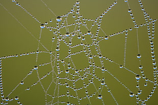 spider web in autofocus HD wallpaper