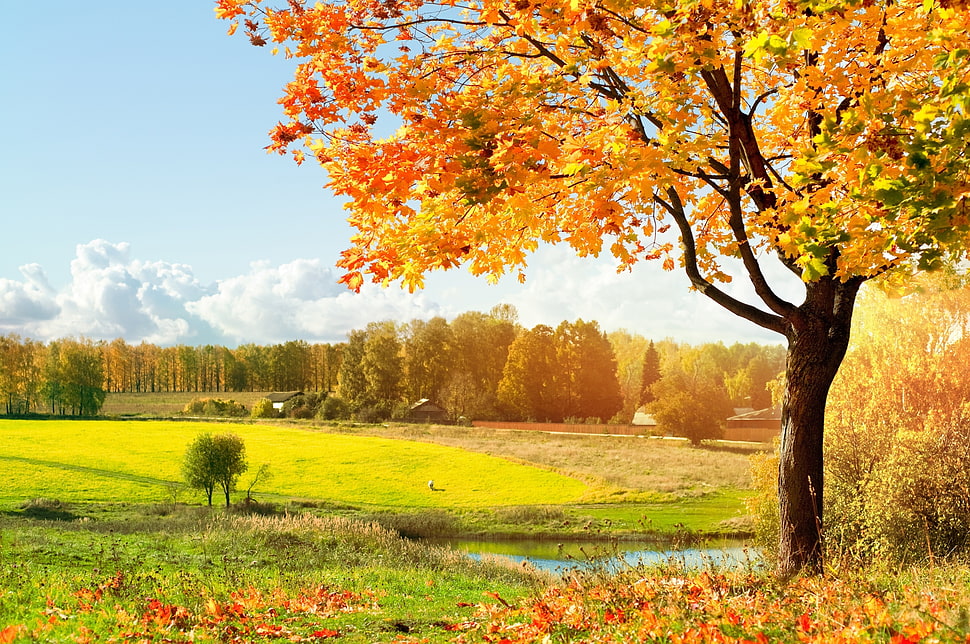 orange leaf tree during fall HD wallpaper