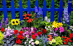 photo of bunch of flower near blue wooden fence during daytime