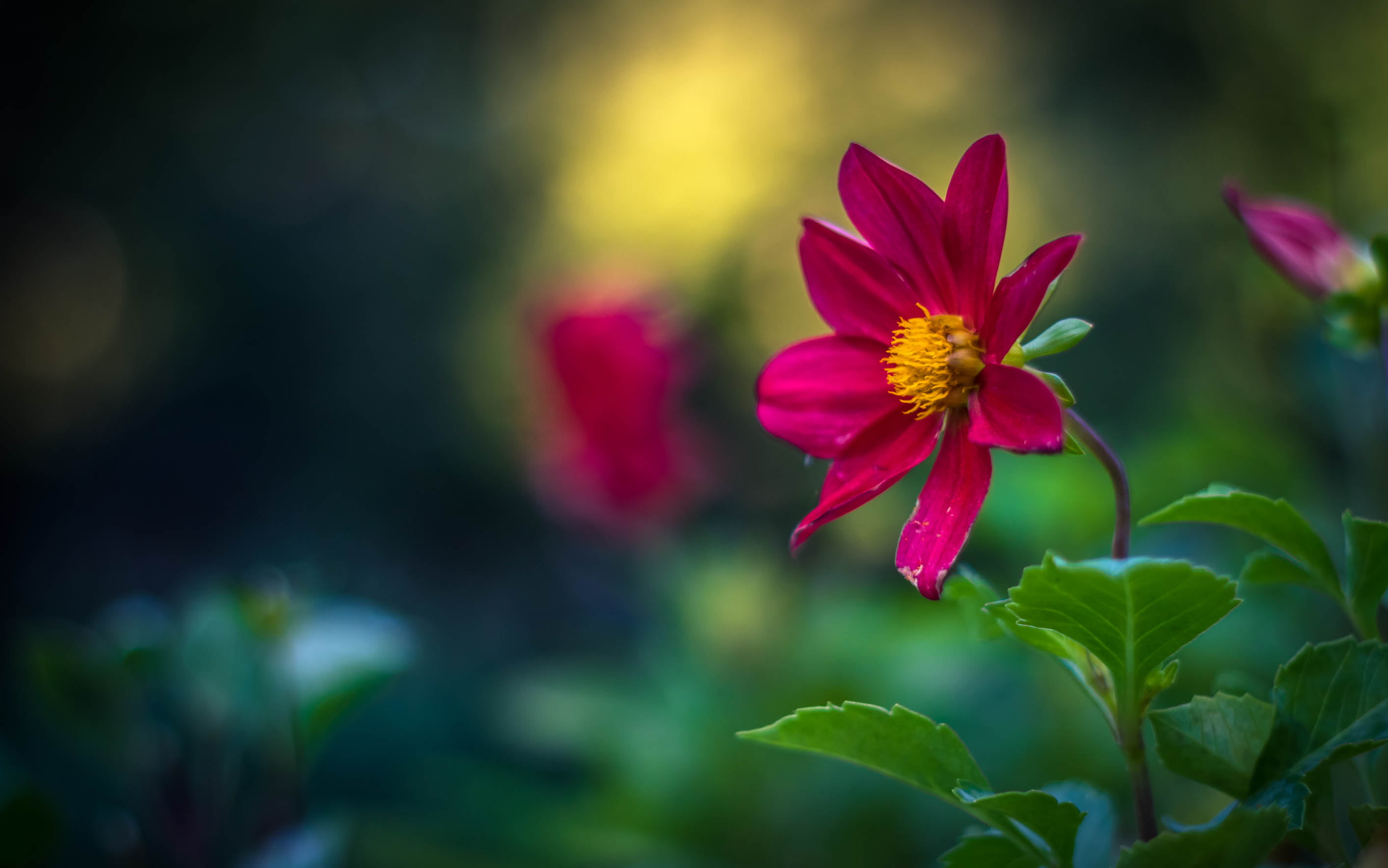 selective focus photo of pink Cosmos flower