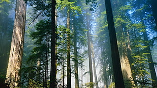 misty forest HD wallpaper
