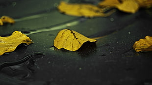 brown leaves, leaves, water drops, nature HD wallpaper