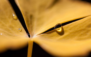 brown leaf with water dew closeup photography