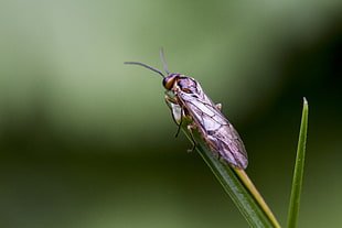 close up photo of brown winged insect perched on green leaf