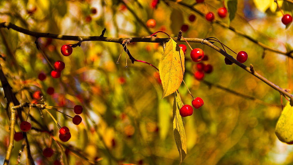 ripe cherries during daytime HD wallpaper