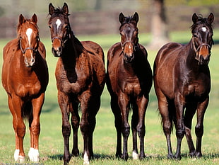 four brown horses, horse, animals