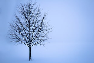 snow-covered tree shown HD wallpaper