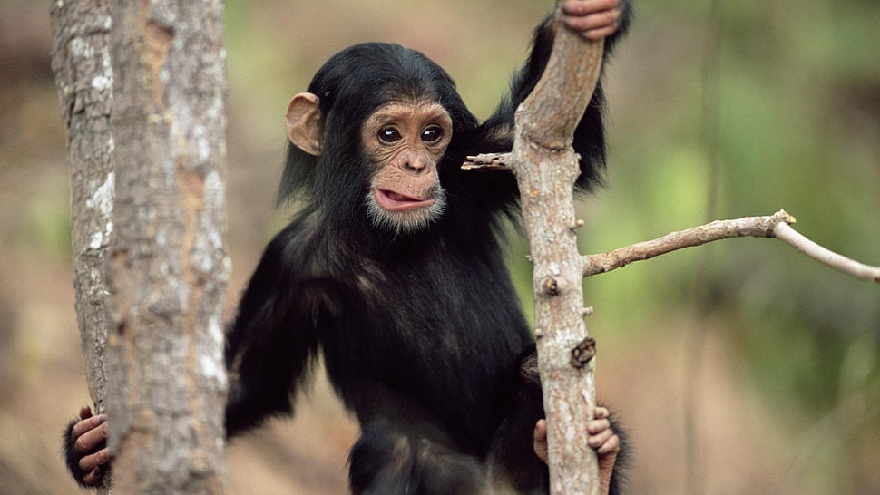 black baby monkey on brown tree branch HD wallpaper