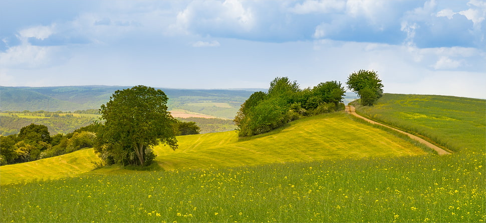green grass Fields HD wallpaper