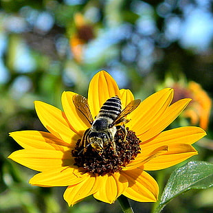 close up photo of yellow sunflower on top bee