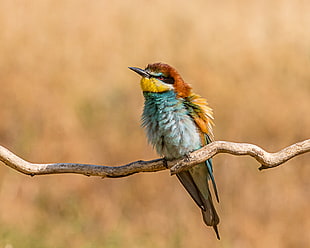 shallow focus photography of blue, yellow , and brown bird on tree branch