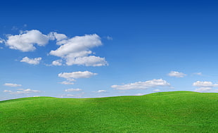 green grass field during day time wall paper