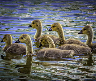 flock of duckling on body of water HD wallpaper