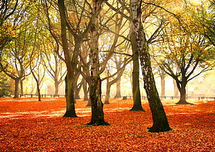 photo of falling red leaves HD wallpaper