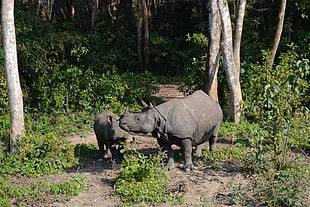 two grey rhinoceros on land beside green grasses