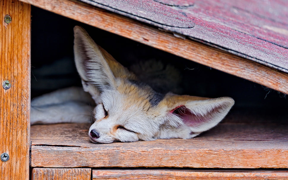 fennec fox, animals, fox, sleeping, fennec HD wallpaper