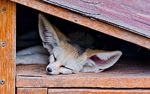 fennec fox, animals, fox, sleeping, fennec