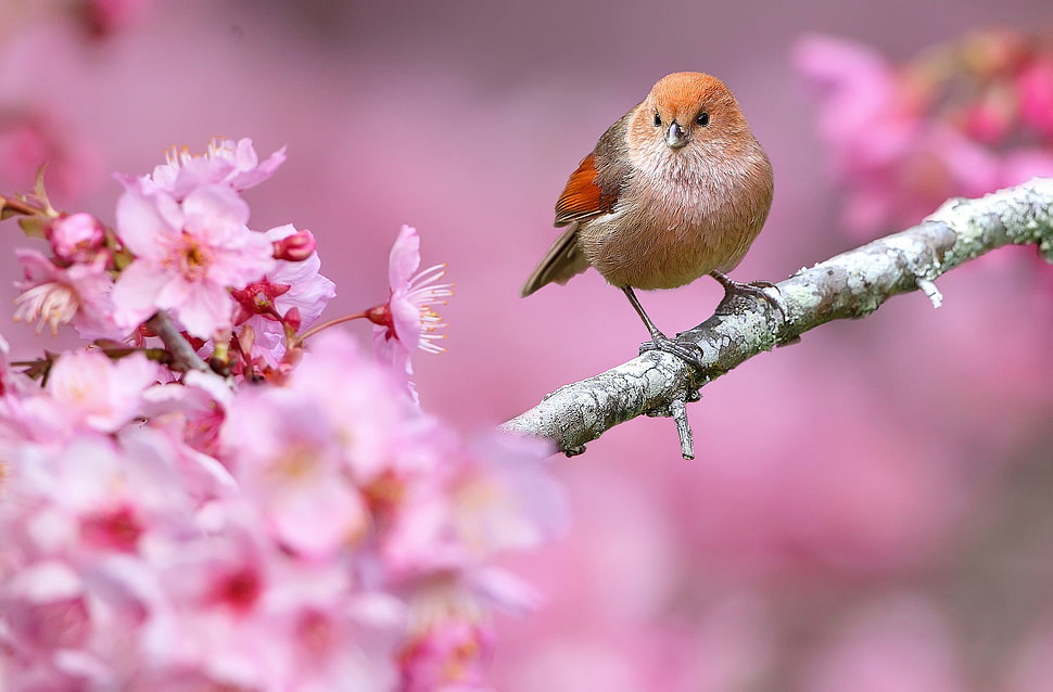 brown and orange bird, animals, nature, birds, flowers HD wallpaper