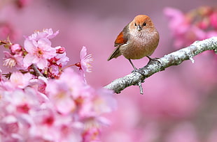 brown and orange bird, animals, nature, birds, flowers