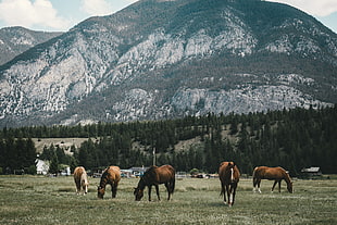 brown horses, Pasture, Horses, Mountains