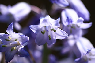 purple Hosta flowers in bloom close-up photo