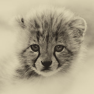 lion cub HD wallpaper