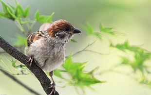 sparrow perched on branch HD wallpaper