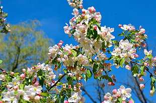 white petaled flower plant