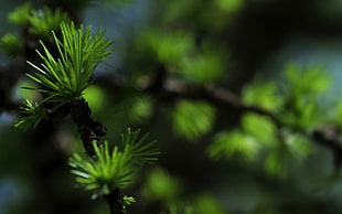 green and brown tree, nature, macro, plants, depth of field