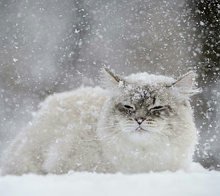 white persian cat, cat, snow flakes