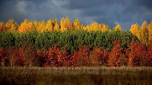 yellow, green, and red leafed trees lot, nature, trees, forest, Lithuania