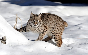 Lynx standing on snow covered ground HD wallpaper