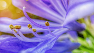macro shot of purple flower pistil, s10 HD wallpaper