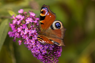 Common Buckeye Butterfly on pink flower