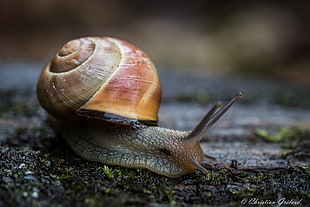 tilt photography of brown giant snail