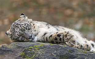 white and black tabby cat, snow leopards, animals, sleeping, leopard (animal)