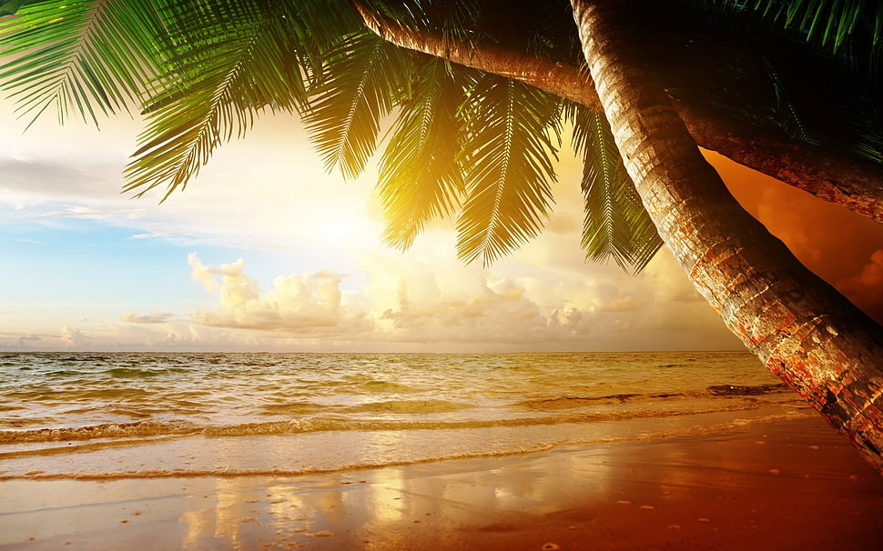 coconut tree, beach, sand, palm trees, tropical HD wallpaper