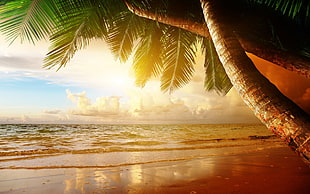coconut tree, beach, sand, palm trees, tropical
