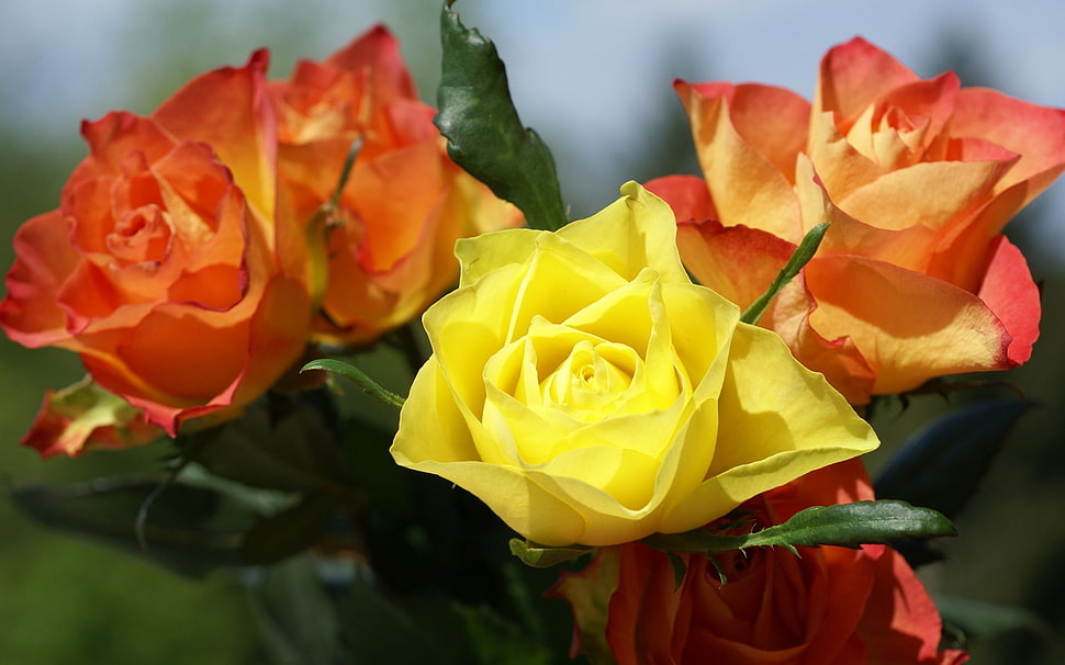 yellow and orange flowers during day time HD wallpaper