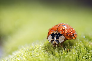 spotted ladybug perched on flower HD wallpaper