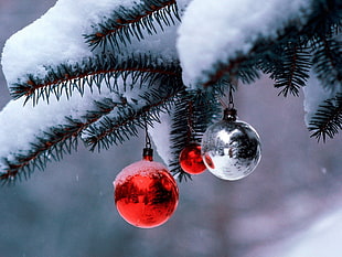 two red and one silver baubles hanged on snow covered tree