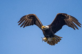black eagle in flight during daytime