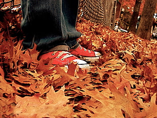person on red low-top sneakers HD wallpaper